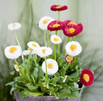 409205 Rose Rosa 409210 White Vit 409215 Mix Beluga 336 336 336 Lämpar sig