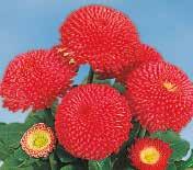 BELLIS 54 Tasso Stora