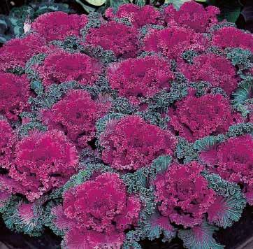 Brassica oleracea Prydnadskål Sort 1300 IV-V 18-20 5-8 5 Nagoya F1 11-14 - 8-15/OUT