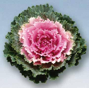 BRASSICA 56 Kruksorter Snittsorter Sunrise Song Bird F1