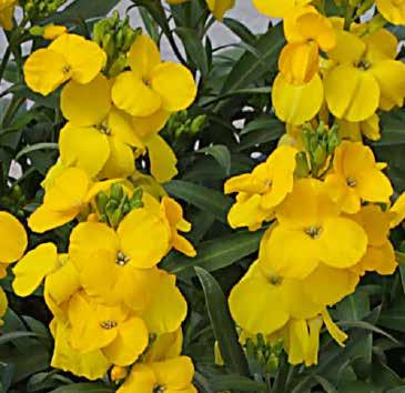 Cheiranthus cheiri Gyllenlack Sort 1500 VI-VII 15-18 7-10 5 Sugar Rush F1 Sugar Rush F1 9-12