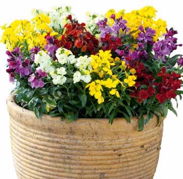 vårblomning Stora, lysande blommor med angenäm doft God förgrening och efterblomning hos