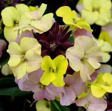 cm 441740 Orange Orangegul 441740 Orange Erysimum x cheiri Kårel Sort Sky Artists Paintbox