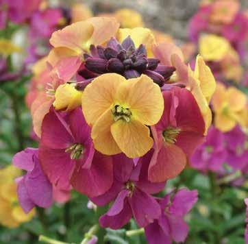 Early Sunrise 441813 Sky Night Skies 441814 Sky Tropical Sunset ERYSIMUM Höstastrar