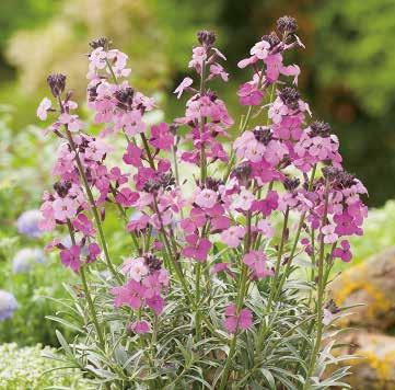 ERYSIMUM 58 FORTSÄTTNING Artists Paintbox Gul-, rosa- och lilafärgade blommor Behaglig doft Välförgrenad, kraftig