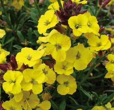 blomningstid 441808 Desert Island 441850 Canaries 441800 Bowles Mauve Ljuslila 128 Desert Island Attraktiva, gula