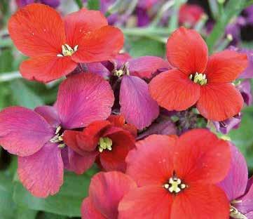 vårblomssortimentet 441815 Spice Island Vinröd 128 128 128 441810 Golden Jubilee 441815 Spice Island Erysimum x