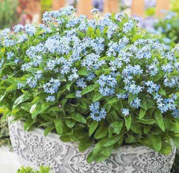Myosotis sylvatica Skogsförgätmigej Sort 1500 VIII-IX
