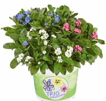 457535 Snowsylva MYOSOTIS Höstastrar Euphorbia & Gerbera