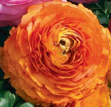 RANUNCULUS 60 Ranunculus x asiaticus Bukettranunkel