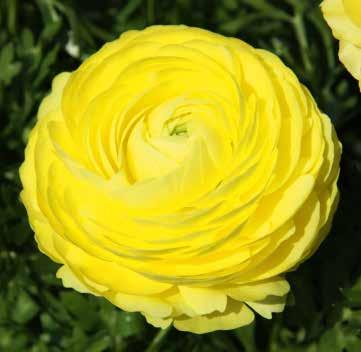 Vit 473963 Lemon Ljusgul 473965