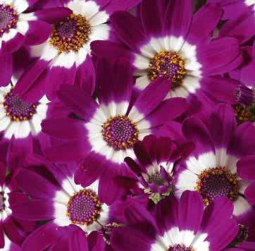 Jester Enhetlig, tidig blomning Lysande, ljusa blomfärger Kompakt,