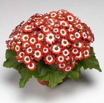 Ring 477993 Venezia Rose with Ring Venezia Mycket tidigt blommande