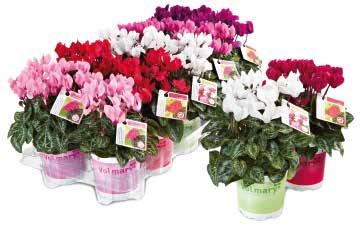 Cyclamen persicum Cyklamen Sort 1200 XII-IV 18 21-28 13-15 Super-Serie Mammoth F1 13-15 18-21 - VIII-XII Halios HD F1 12-14 16-18 - VIII-II Halios F1 12-14 16-18 - VIII-II Halios Victoria 50 F1 12-14