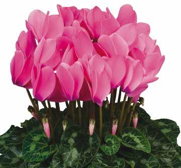 CYCLAMEN 64 Standardsortiment Halios HD F1