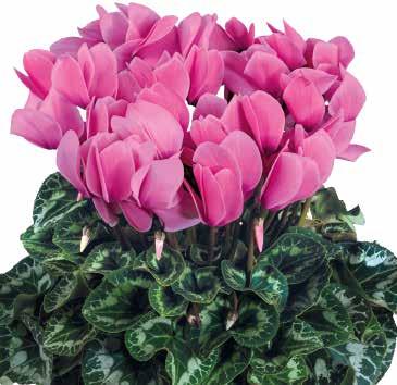transportduglighet 423290 Bright Rose Indisk