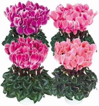 Bright Rose F1 423319 Halios HD Light Rose F1
