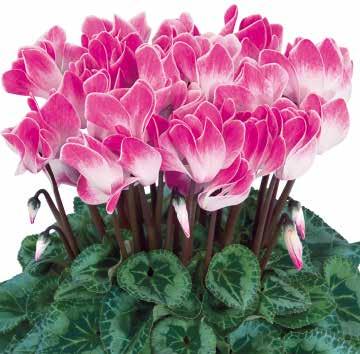 bas 423325 Magenta Magenta 423330 Magenta Flame Magenta flammig 423335 Pure