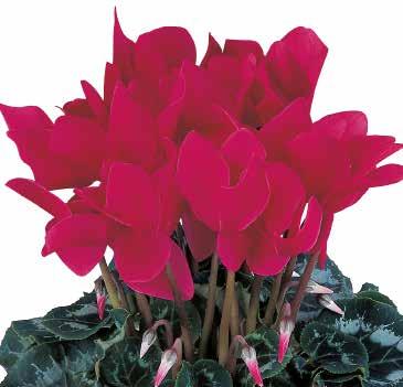 423373 Salmon Flame Flammigt laxrosa 423385 Scarlet Red Scharlakansröd