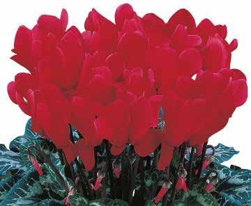 CYCLAMEN Höstastrar Euphorbia & Gerbera Cyclamen Bienner Primula Viola