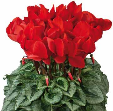 CYCLAMEN 66 FORTSÄTTNING Standardsortiment Halios Fantasia F1
