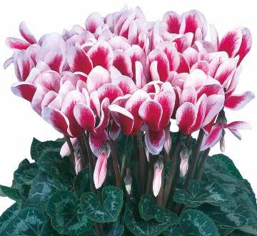 423580 Red Röd 423600 Mix Halios Fantasia Silverleaf F1 Dubbel