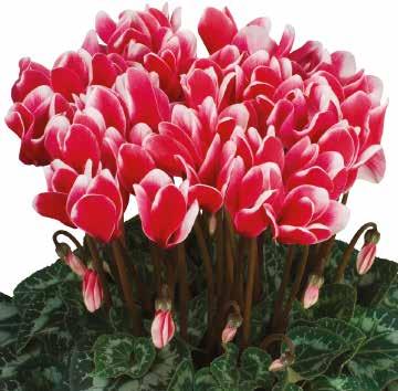Mörkviolett 423400 Halios Silverleaf Red F1 423560 Halios Fantasia