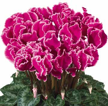fuchsia 423755 Magenta Magenta 423760 Magenta