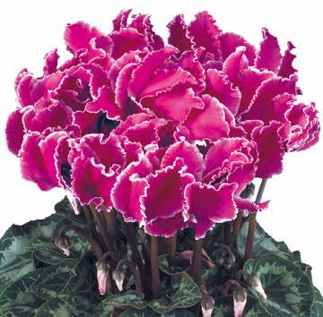 Edge Violett med kant 423770 Rose Rosa