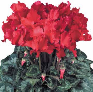 423740 Halios Curly Deep Rose F1 84 84 423760