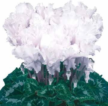 Halios Curly Purple with Edge F1 423770