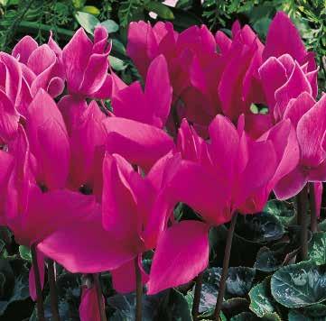 Sierra Synchro Light Pink with Eye F1 424085 Sierra Synchro White