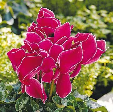 Sierra Synchro Deep Rose F1 424075 Sierra Synchro Rose F1 424060