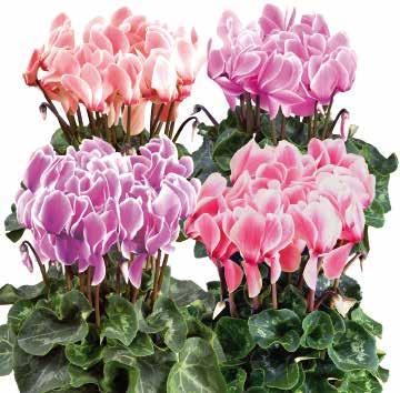 Unica F1 Stora, mycket vågiga blommor som står