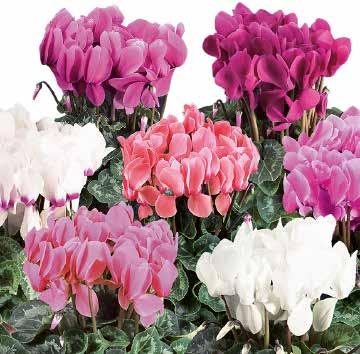 blomfärger, en berikning för det exklusiva