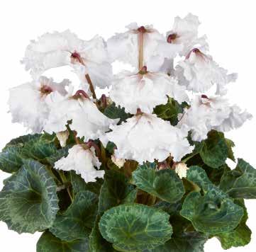 CYCLAMEN Som små älvvingar står kronbladen
