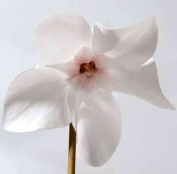 Violet Lila 424398 White Vit 424390 Elfjes Pink