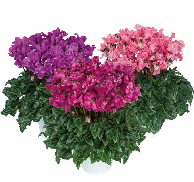 CYCLAMEN Standardsortiment Cabrilla F1 70 Intensivt krusiga blommor i