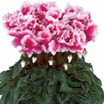 fläckig 424472 Rose Bicolor Rosa med ljus kant 424475 Salmon Red Laxröd