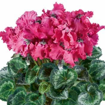 424448 Cabrilla Magenta Flame F1 424475 Cabrilla Salmon Red F1 424455