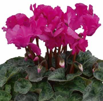 424460 Cabrilla Purple F1 424463 Cabrilla Purple