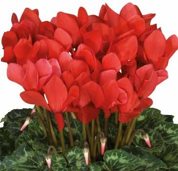 CYCLAMEN 72 Mellansortiment FÖRBÄTTRAD Latinia SUCCESS F1 Kompakta växter möjliggör hög markproduktivitet Jämna, tidiga