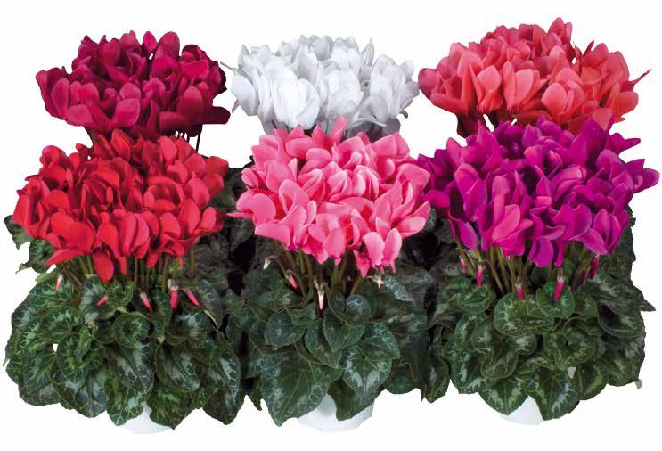 stora blommor i lysande färger Jämna, tidiga blomskott från växtens mitt Perfekt typ för kompakta standardprodukter i