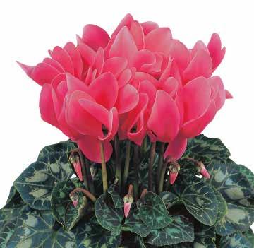 424970 Latinia SUCCESS Bright Red F1 425060 Latinia SUCCESS Salmon F1 425065 Scarlet Red Scharlakansröd 425075 White