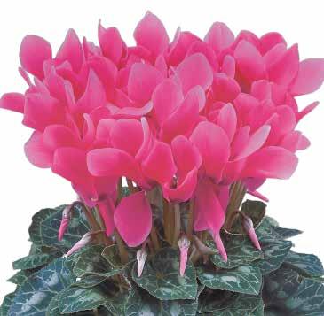 425035 Latinia Deep Rose F1 425040 Latinia