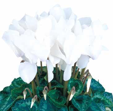 CYCLAMEN Lång hållbarhet i försäljningen även
