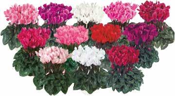 CYCLAMEN 74 Mellansortiment Tianis F1 Enhetlig och blomrik med fantastiska