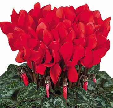 markant, vit kant Blommorna växer under utslagningen till full storlek 425710