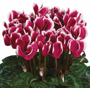 Mörkviolett 425745 Scarlet Red Scharlakansröd 425750 Mix 425700 Tianis Standard