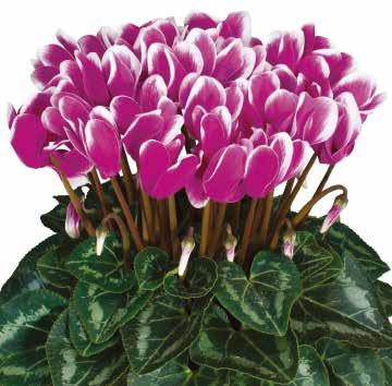 Mörkviolett 425870 Neon Pink Rosa 425880 Pure White Klarvit 425885 Red Röd